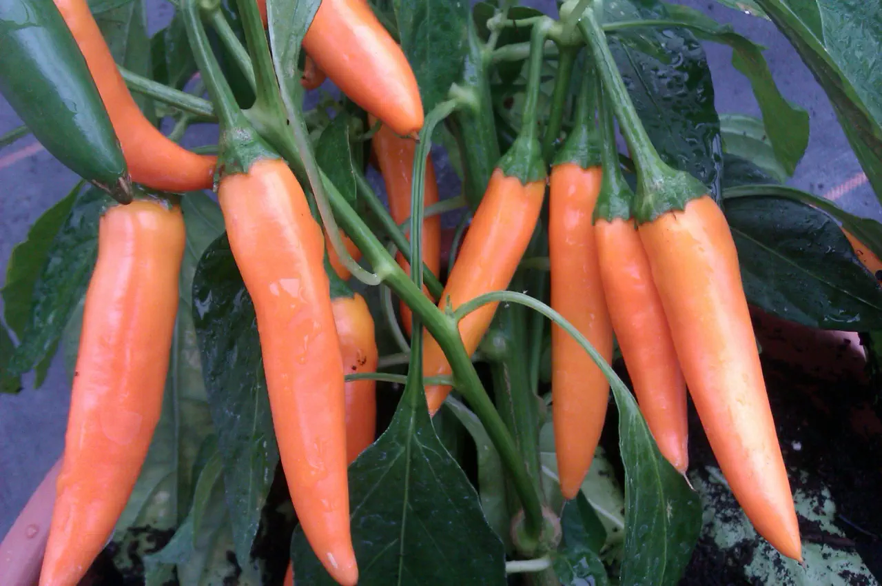 Can I Keep My Chilli Plants Over Winter for Next Year?